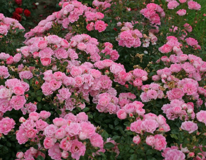 Trandafir ´Flirt 2011´