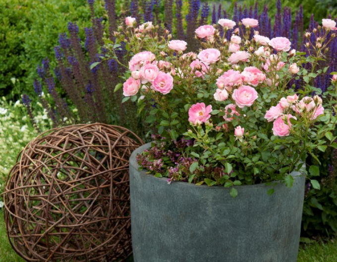 Trandafir ´Flirt 2011´