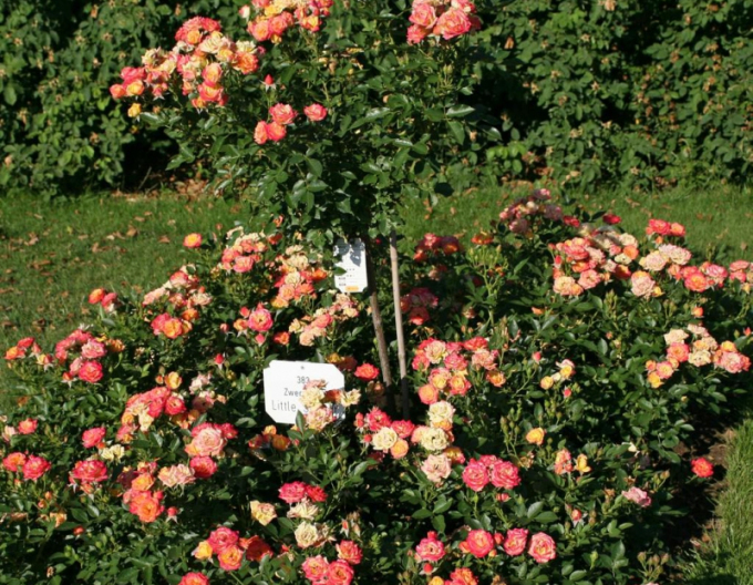 Trandafir Little Sunset