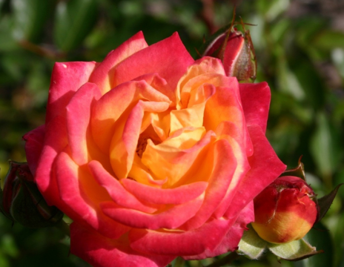 Trandafir Little Sunset