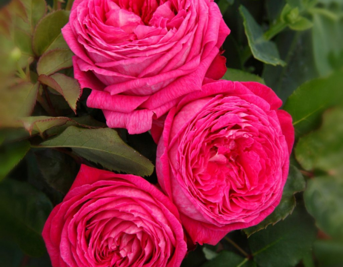 Trandafir Freifrau Caroline