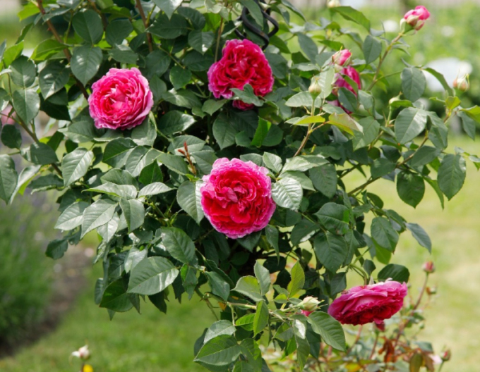 Trandafir Freifrau Caroline