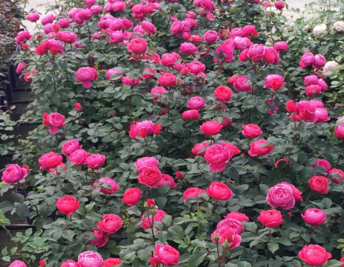 Trandafir ´Gartenprinzessin Marie - Jose´