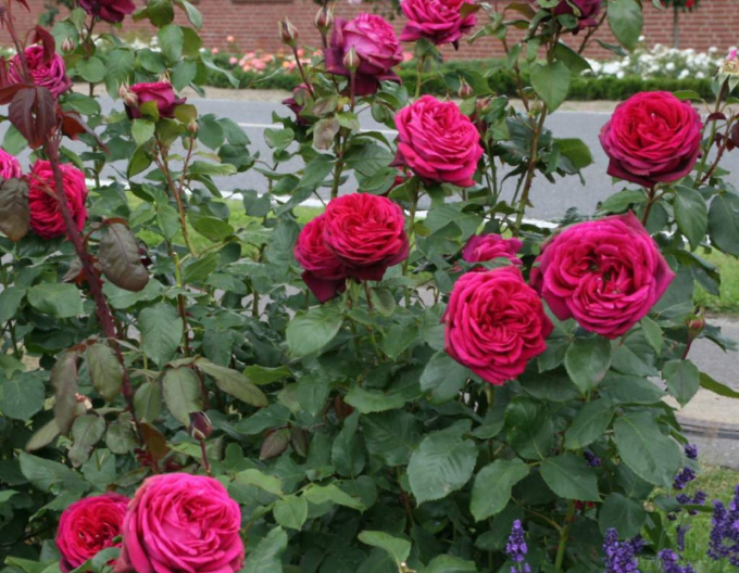 Trandafir Gräfin Diana