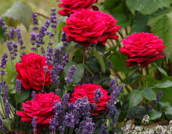 Trandafir Gräfin Diana