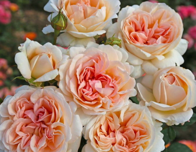 Trandafir "Grossherzogin Luise