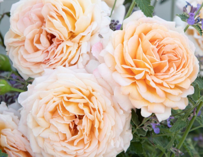 Trandafir "Grossherzogin Luise