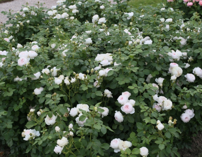 Trandafir Herzogin Christiana