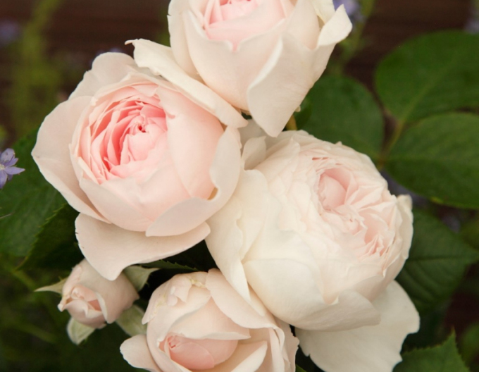 Trandafir Herzogin Christiana