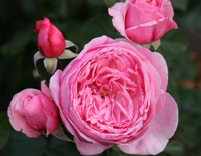 Trandafir ´Kiss me Kate´