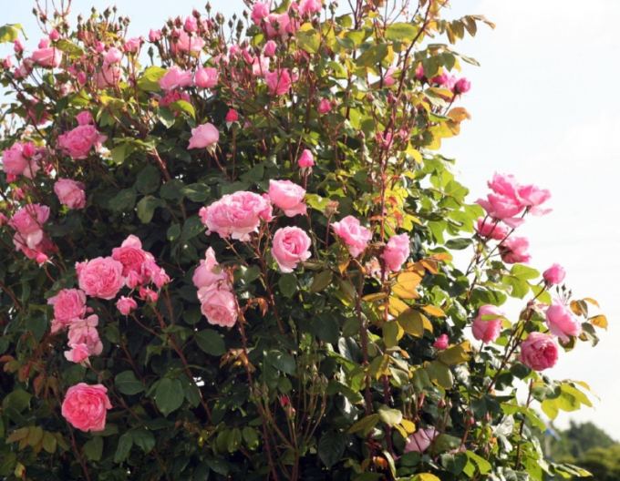 Trandafir ´Kiss me Kate´