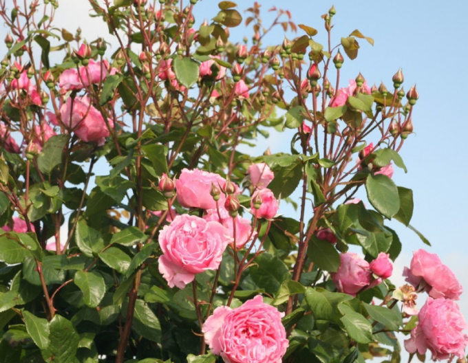 Trandafir ´Kiss me Kate´