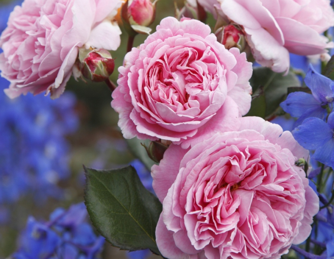 Trandafir "Rosengrafin Marie Henriette