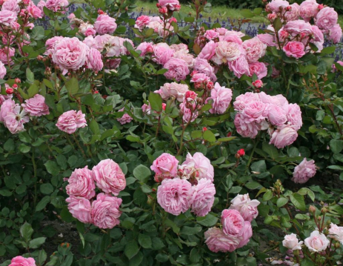 Trandafir "Rosengrafin Marie Henriette