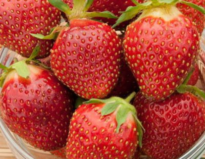 Căpșuni semitimpurii ’Polka’