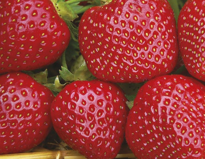 Căpșuni târzii ’Malwina’