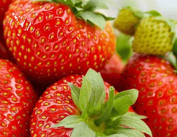 Căpșuni remontante ’Aromas’