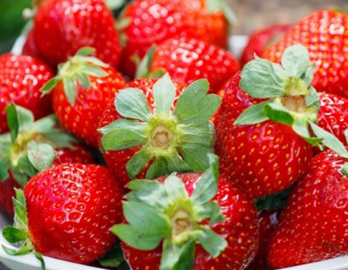 Căpșuni remontante ’Diamant’