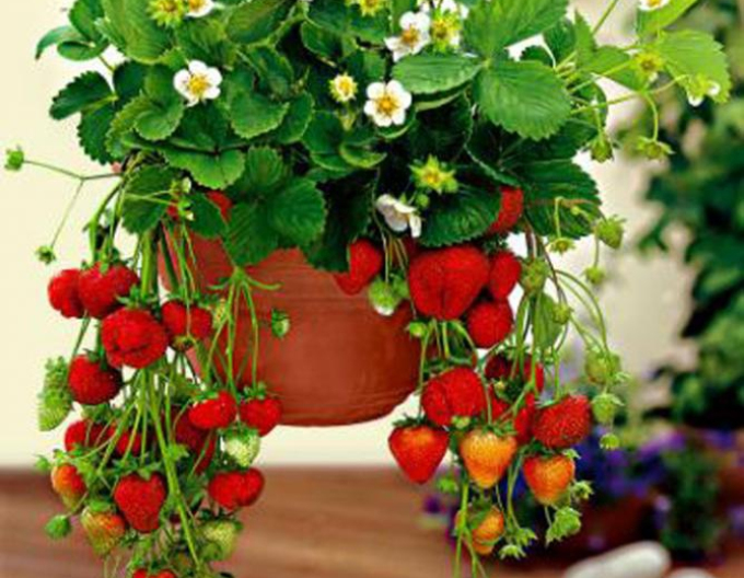 Căpșuni- ´Mara de Bois´ soi peren