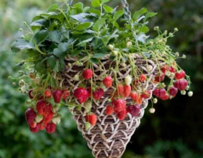 Căpșuni- ´Mara de Bois´ soi peren