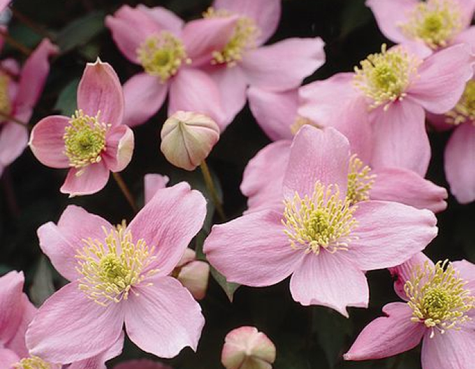 Clematis ´Elizabeth´