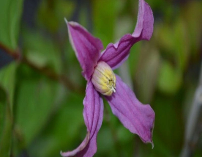 Clematis ´Hanajima´