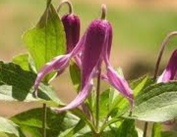 Clematis ´Hanajima´