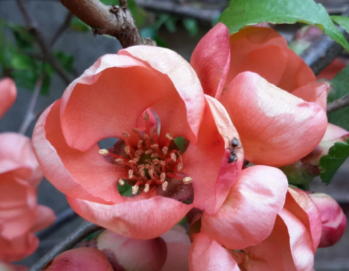 Chaenomeles japonica ´Sargentii´