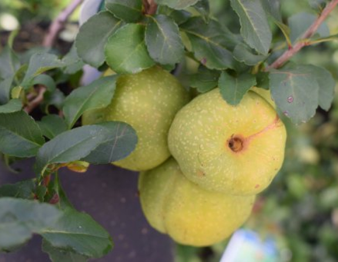 Chaenomeles japonica ´Sargentii´