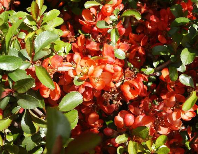Chaenomeles japonica ´Sargentii´
