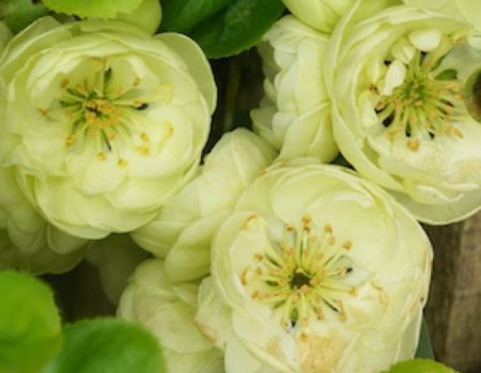 Chaenomeles speciosa ´Kinshiden´