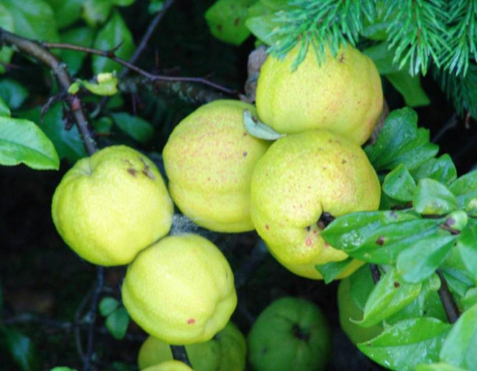 Chaenomeles speciosa ´Kinshiden´