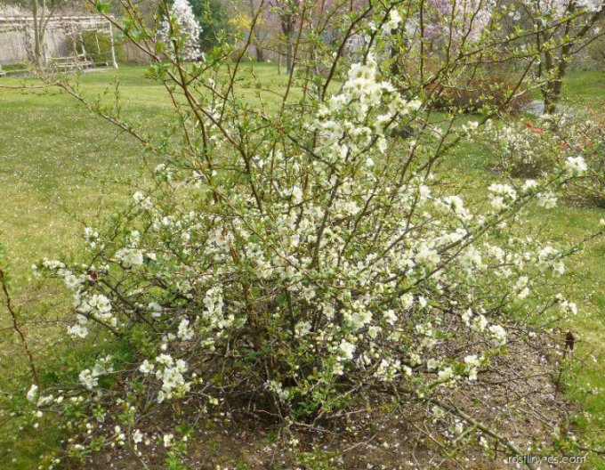 Chaenomeles speciosa ´Kinshiden´
