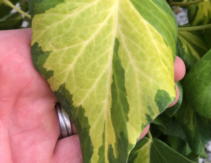 Iederă caucaziană Sulphur Heart