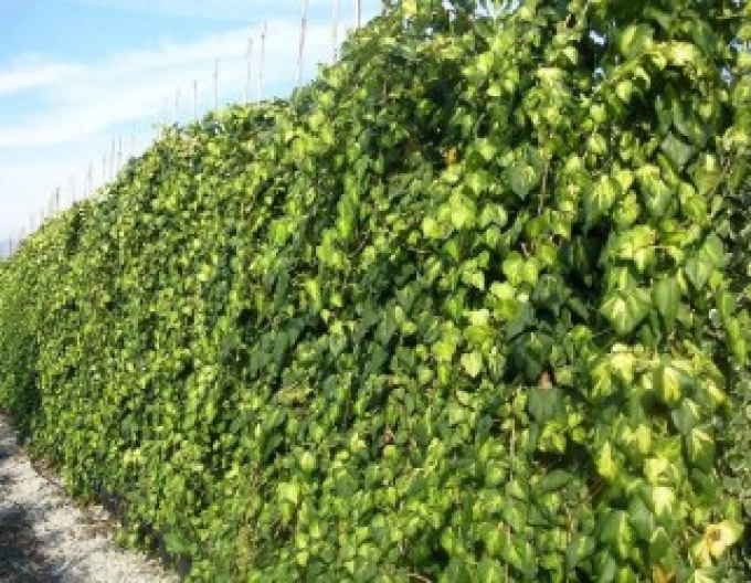 Iederă caucaziană Sulphur Heart