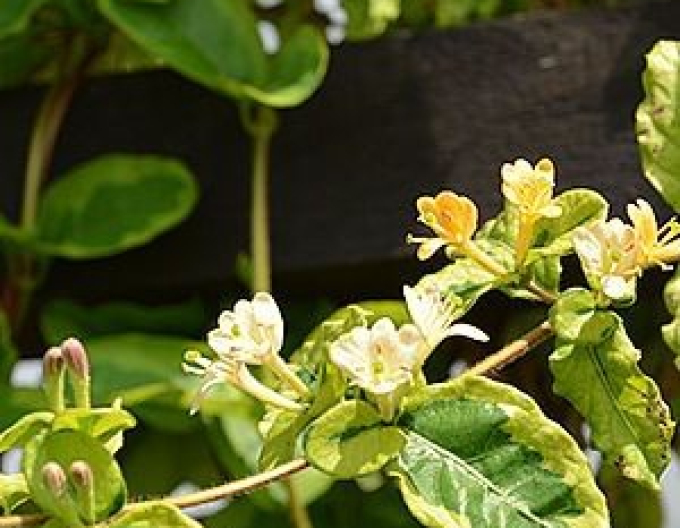 Caprifoi- japonez ´Kogel-Mogel´