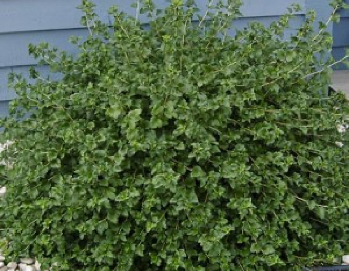 Coacăz alpin "Green Mond