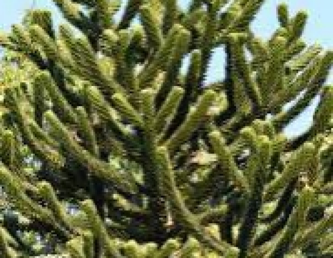 Araucaria 40/50cm