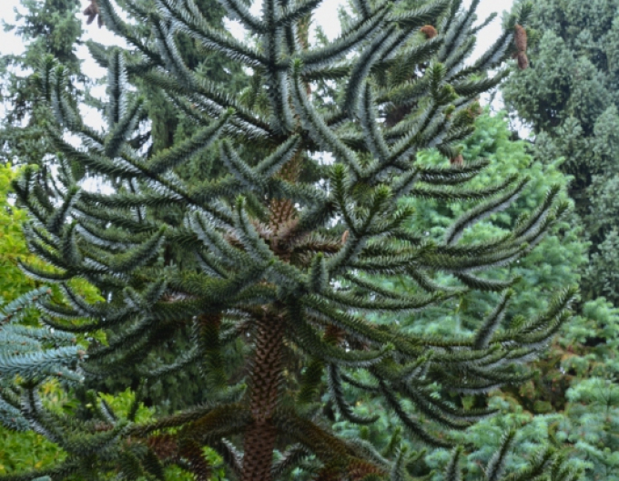 Araucaria 40/50cm
