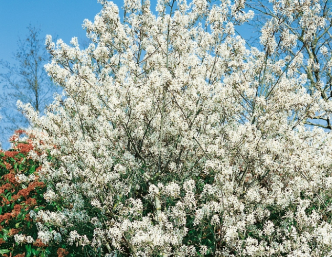 Amelanchier lamarckii 100/125cm