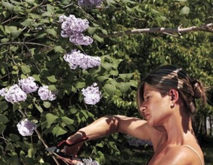 FELCO 160L Secateurs