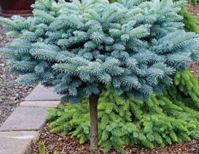 Molid "Glauca Globosa" pe tulpină