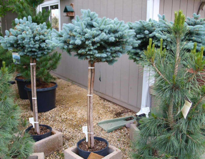 Molid "Glauca Globosa" pe tulpină