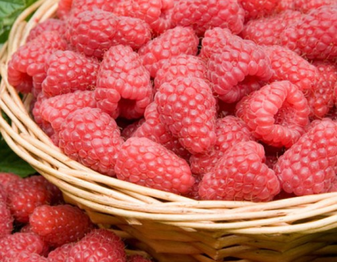 Zmeură roșie Tulameen HOT