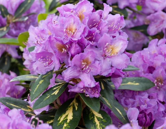 Rhododendron ´Goldflimmer´