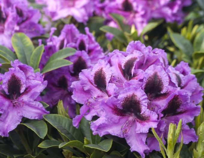 Rhododendron Graal Muritz