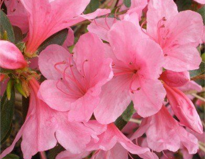 Azalea japoneza Van Hecke