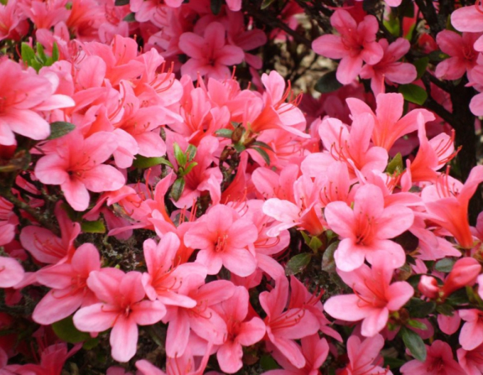 Azalea japoneza Van Hecke