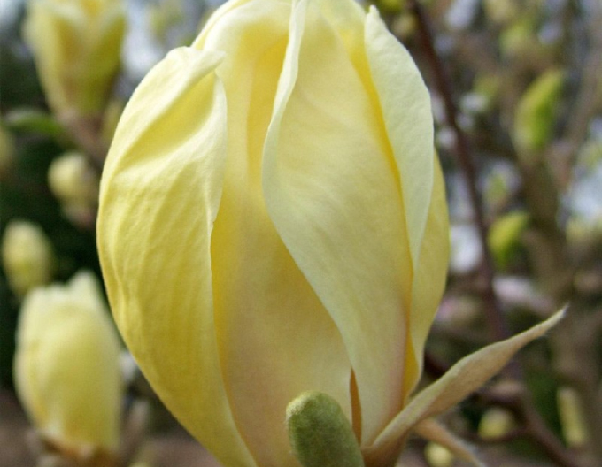 Magnolia ´Yellow Lantern´