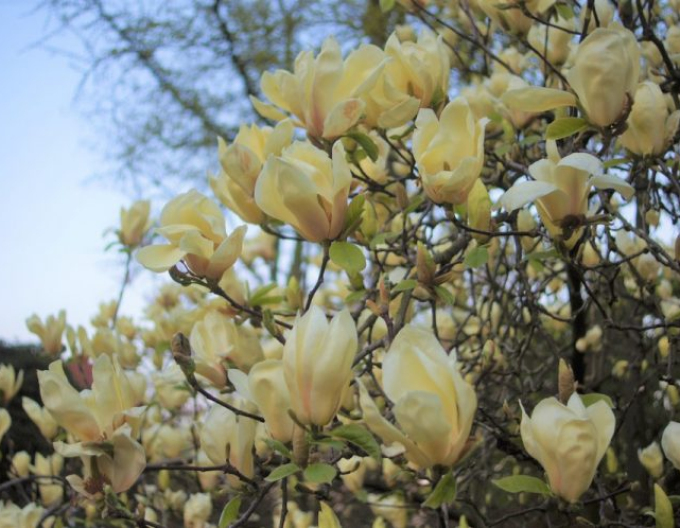 Magnolia ´Yellow Lantern´